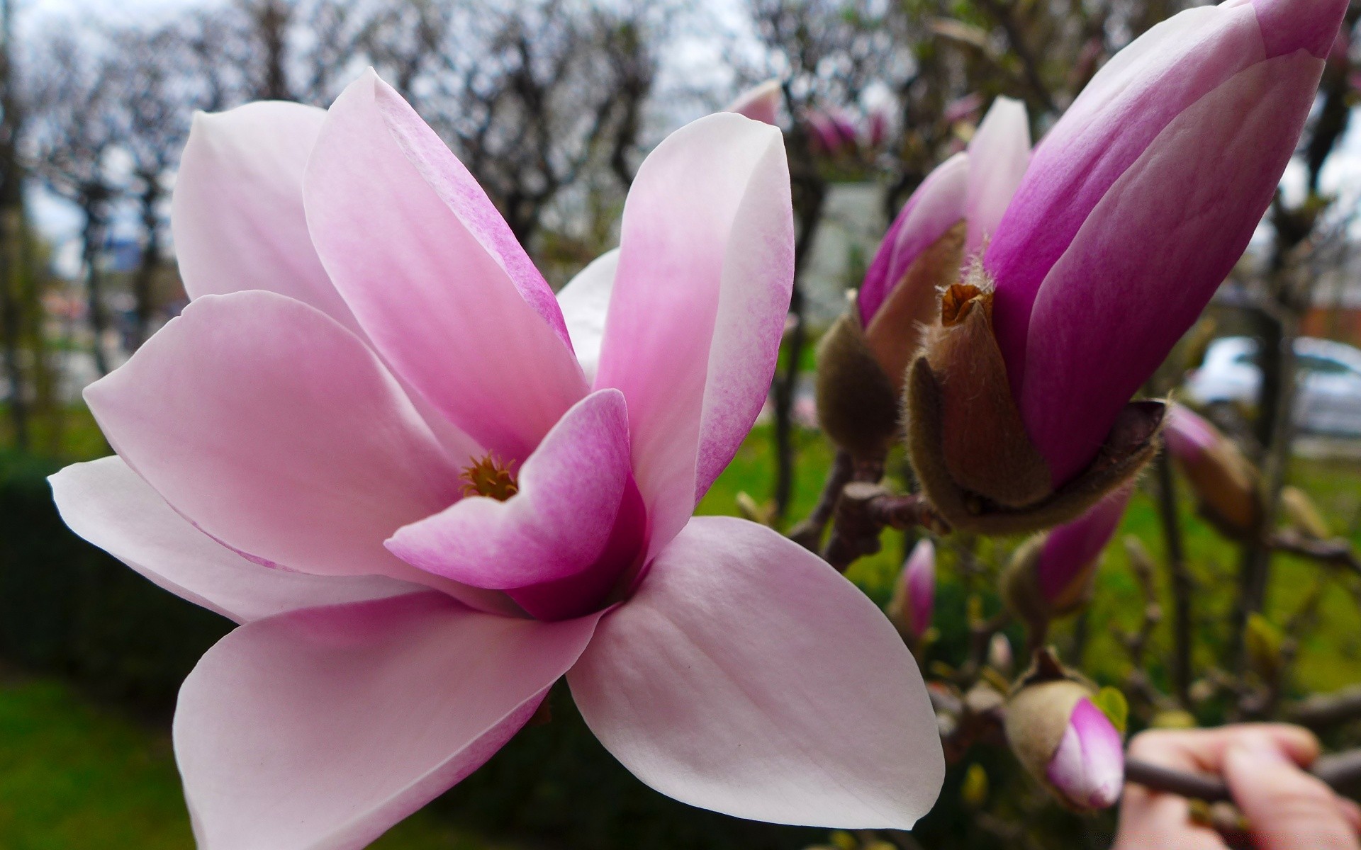 flowers flower nature garden magnolia flora leaf blooming color petal summer beautiful bud park