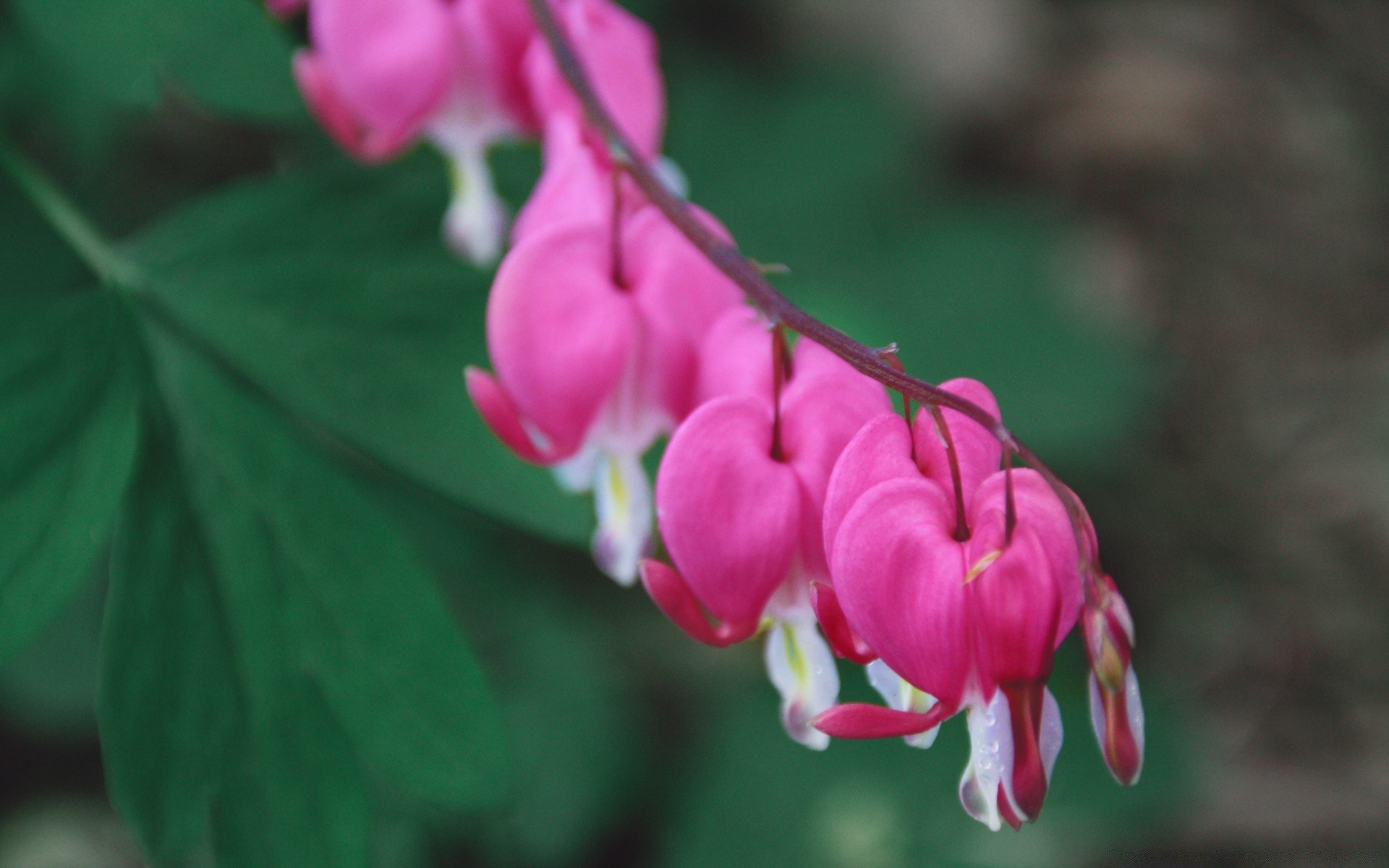 flowers nature flora flower leaf garden color outdoors summer petal bright floral close-up beautiful season blooming