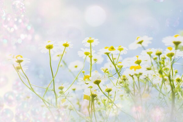 Field daisies on a blue background with highlights