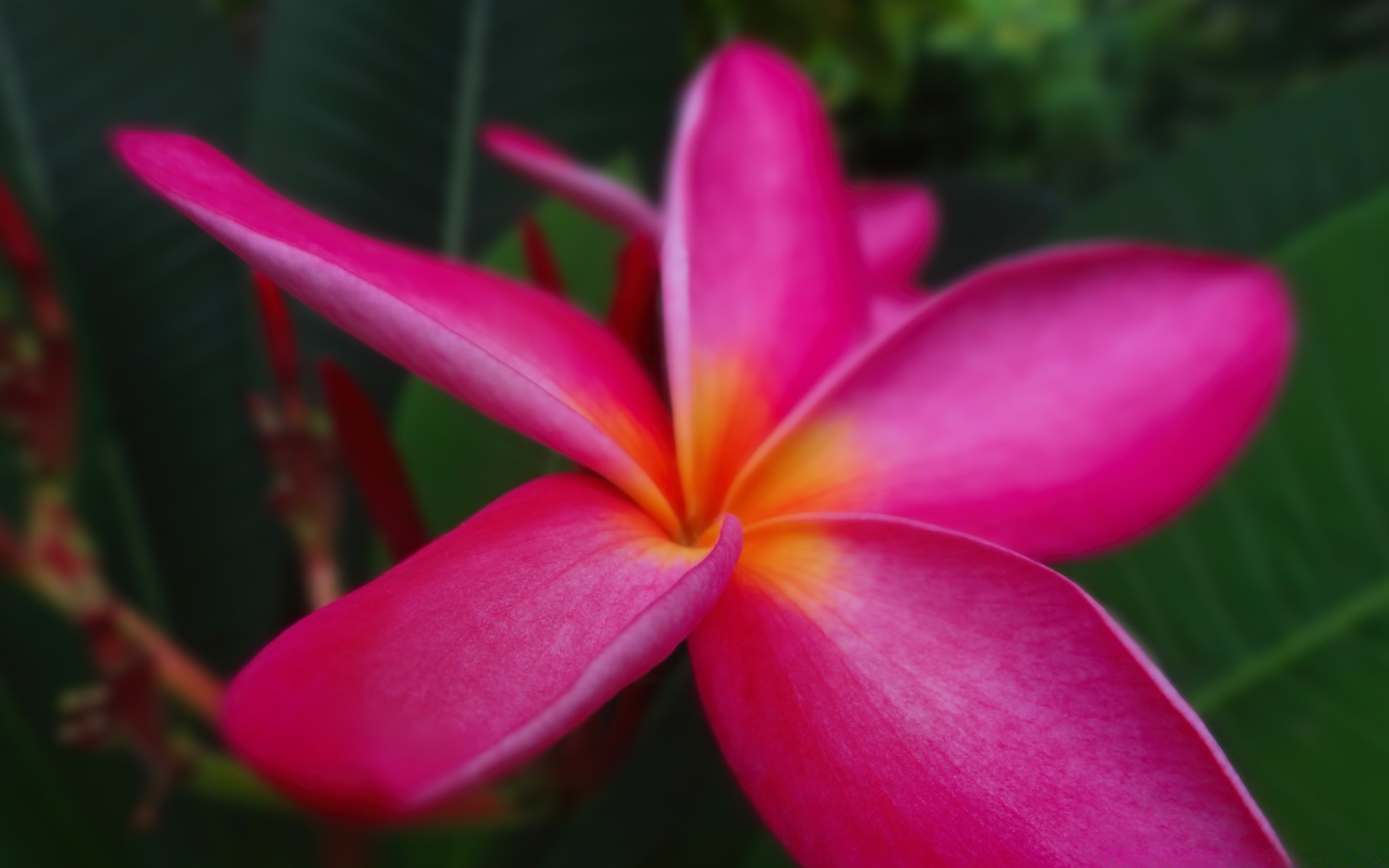 flowers tropical flower nature exotic flora frangipani summer garden plumeria leaf beautiful aloha color bright petal blooming floral