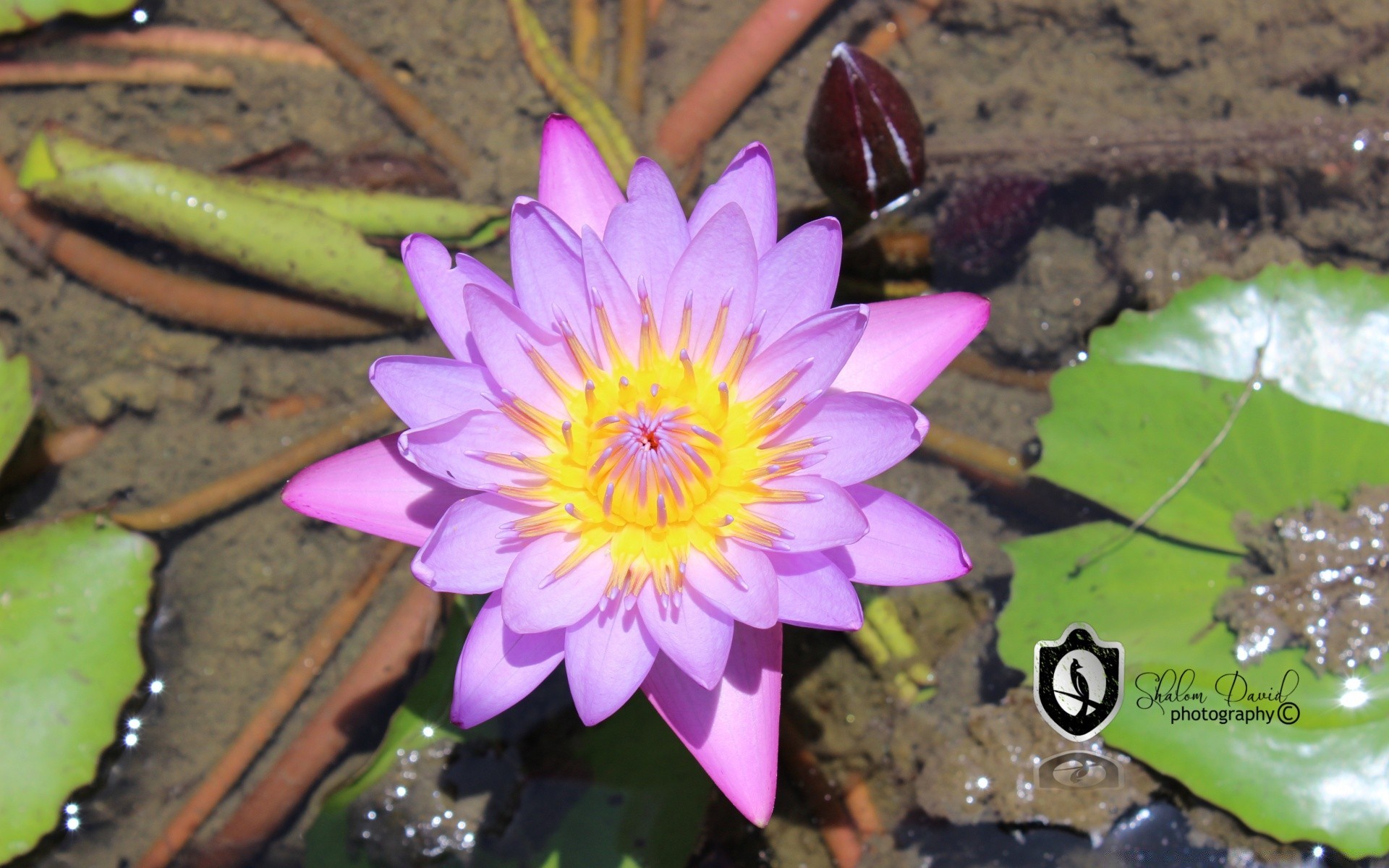 flowers pool aquatic lotus flower lily tropical nature flora meditation zen leaf exotic swimming blooming waterlily petal garden floral sacred beautiful