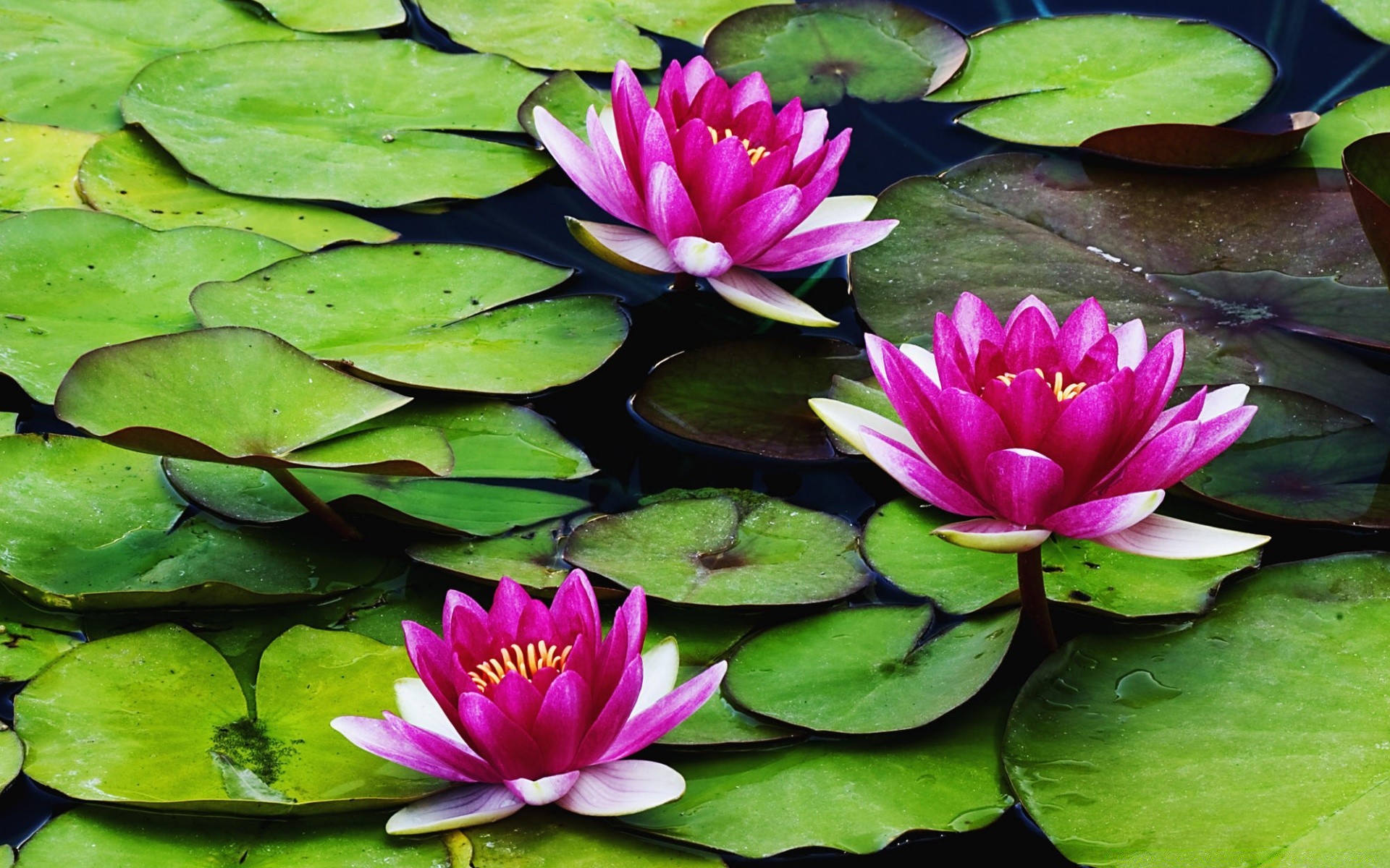 flowers lotus pool lily leaf flower tropical flora aquatic waterlily exotic nature blooming swimming garden floral petal summer nelumbo meditation