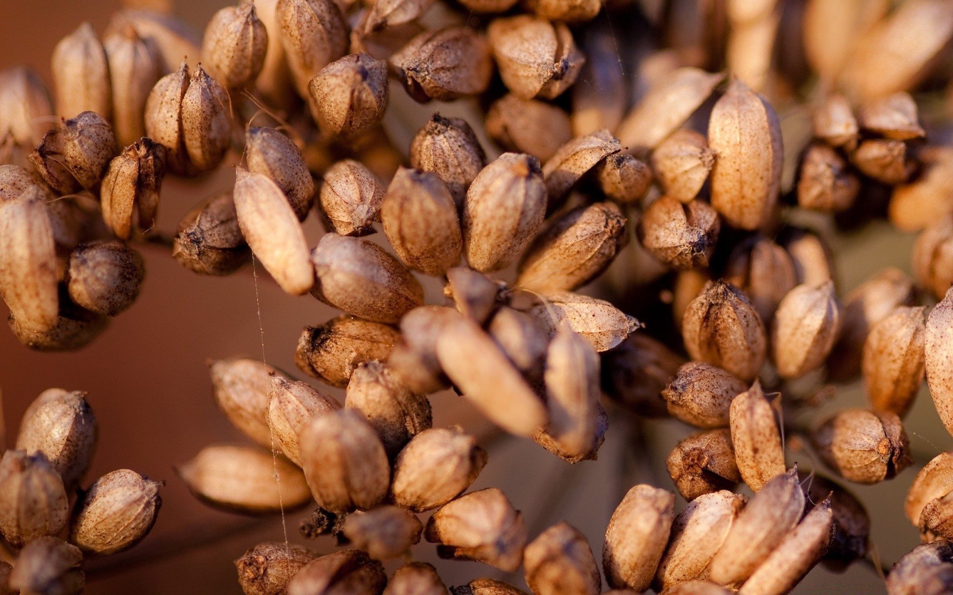 flowers seed nutrition food dry ingredients health whole batch nut taste meat coffee