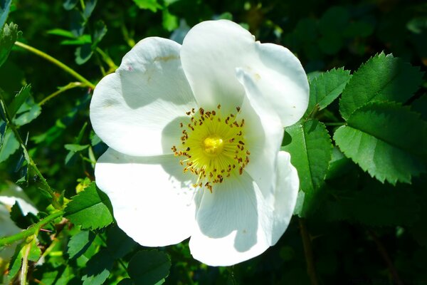 Macro shooting white flower