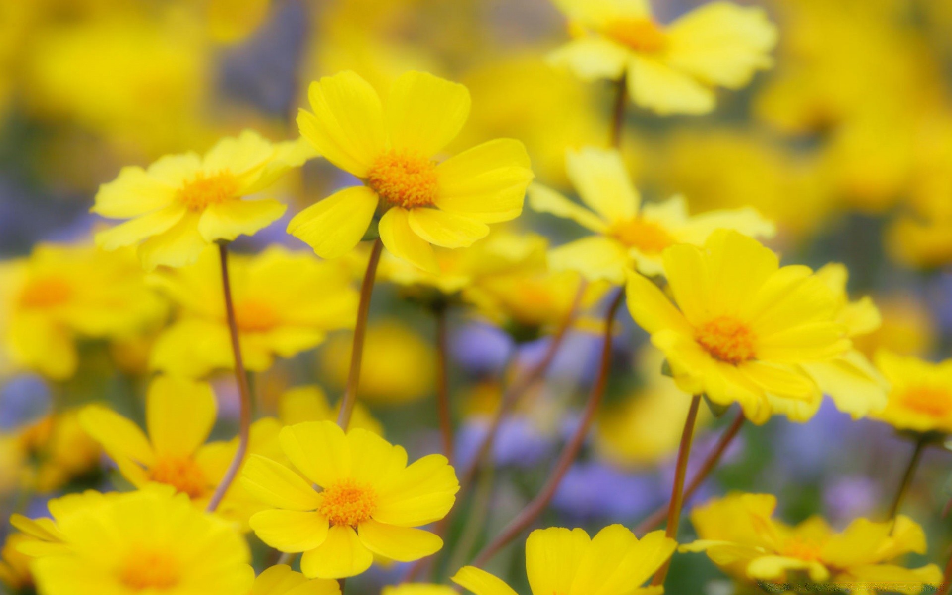 flowers flower nature flora summer garden leaf bright growth blooming color floral field petal fair weather outdoors sunny close-up season grass