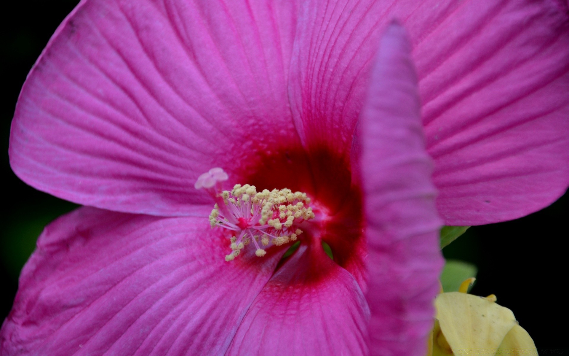 flowers flower nature flora color garden petal leaf blooming