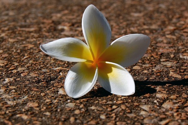 A tropical white flower on earth