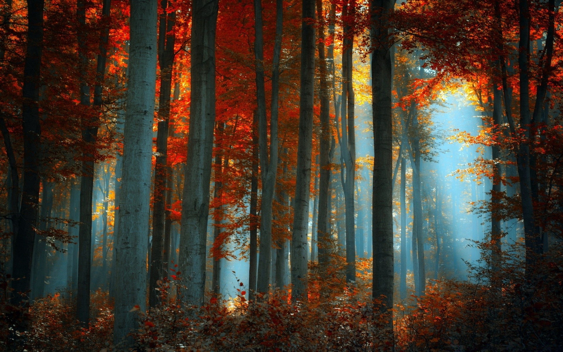 forest fall fog leaf mist wood tree dawn
