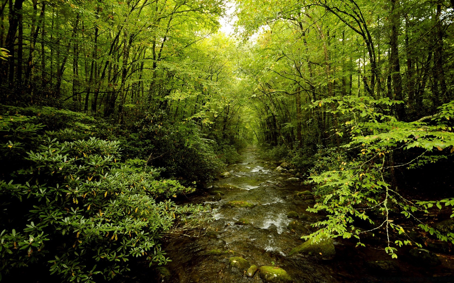 forest wood nature landscape leaf tree scenic environment park lush outdoors moss scenery fair weather growth flora wild daylight rainforest water