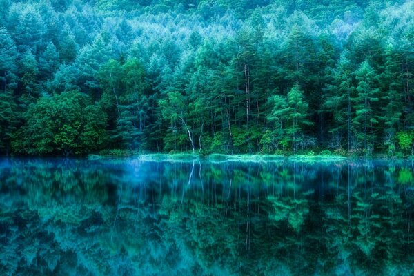 Fabulous landscape of the misty forest