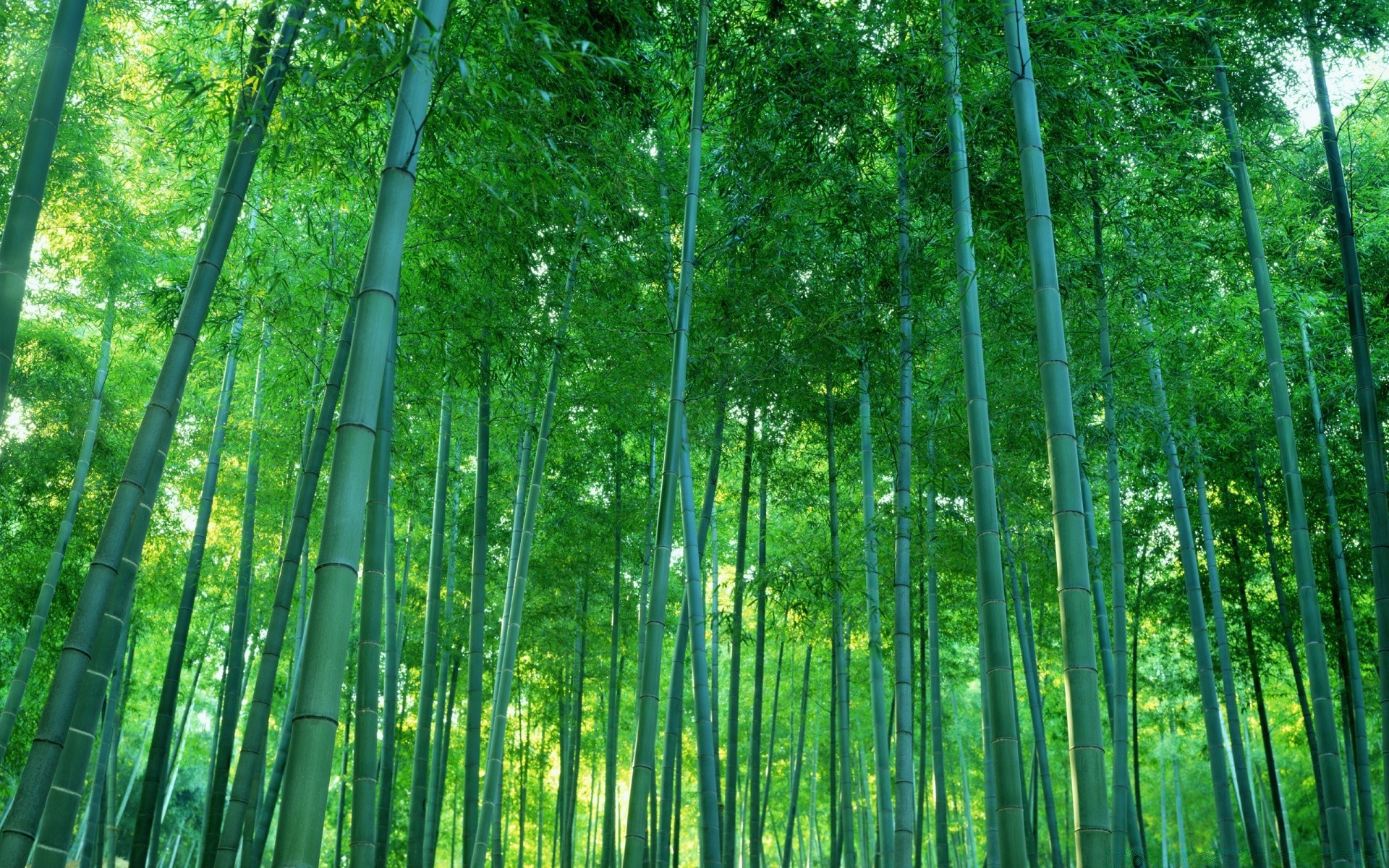 forest bamboo leaf lush wood nature tree growth flora sunbeam environment branch ecology desktop bright husk zen