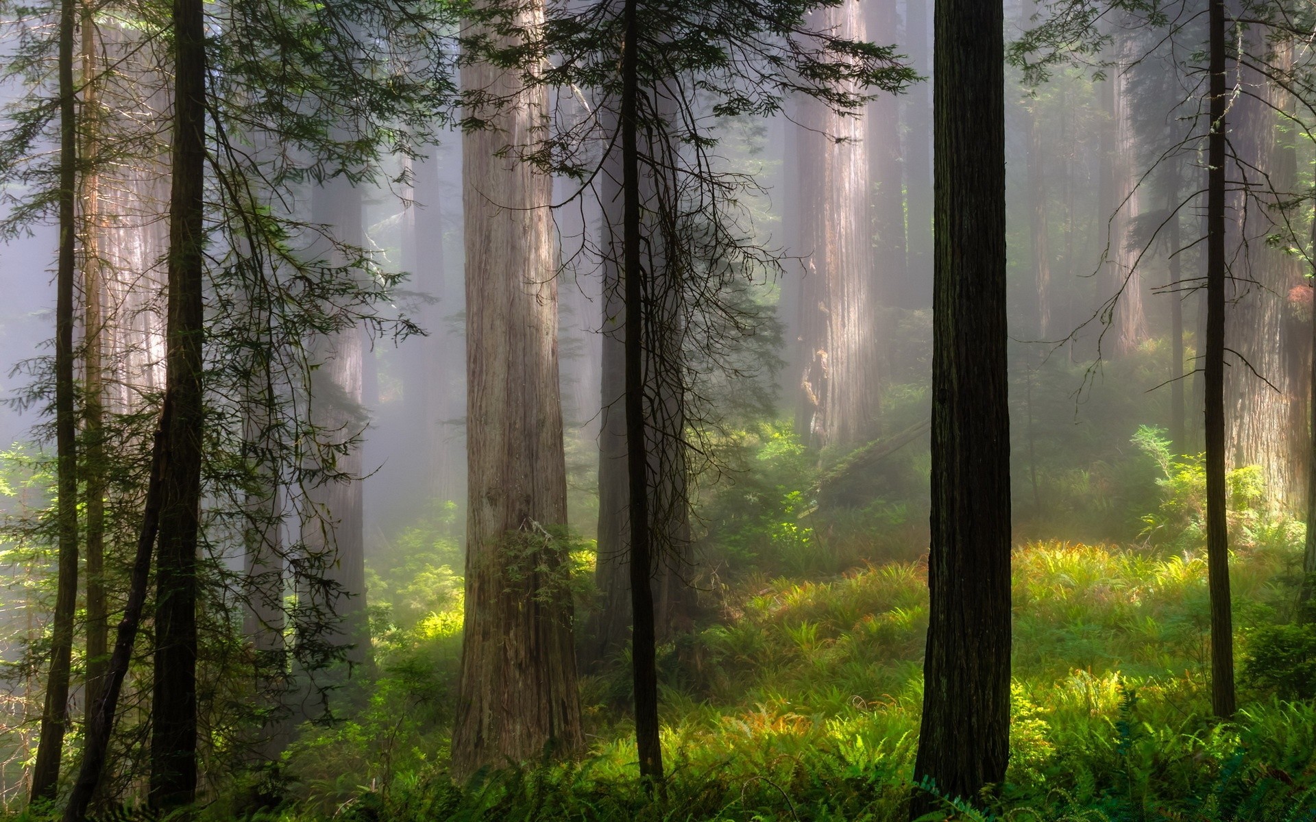 forest fog mist wood tree dawn nature landscape fall park sun fair weather leaf light outdoors haze conifer sunbeam evergreen scenic