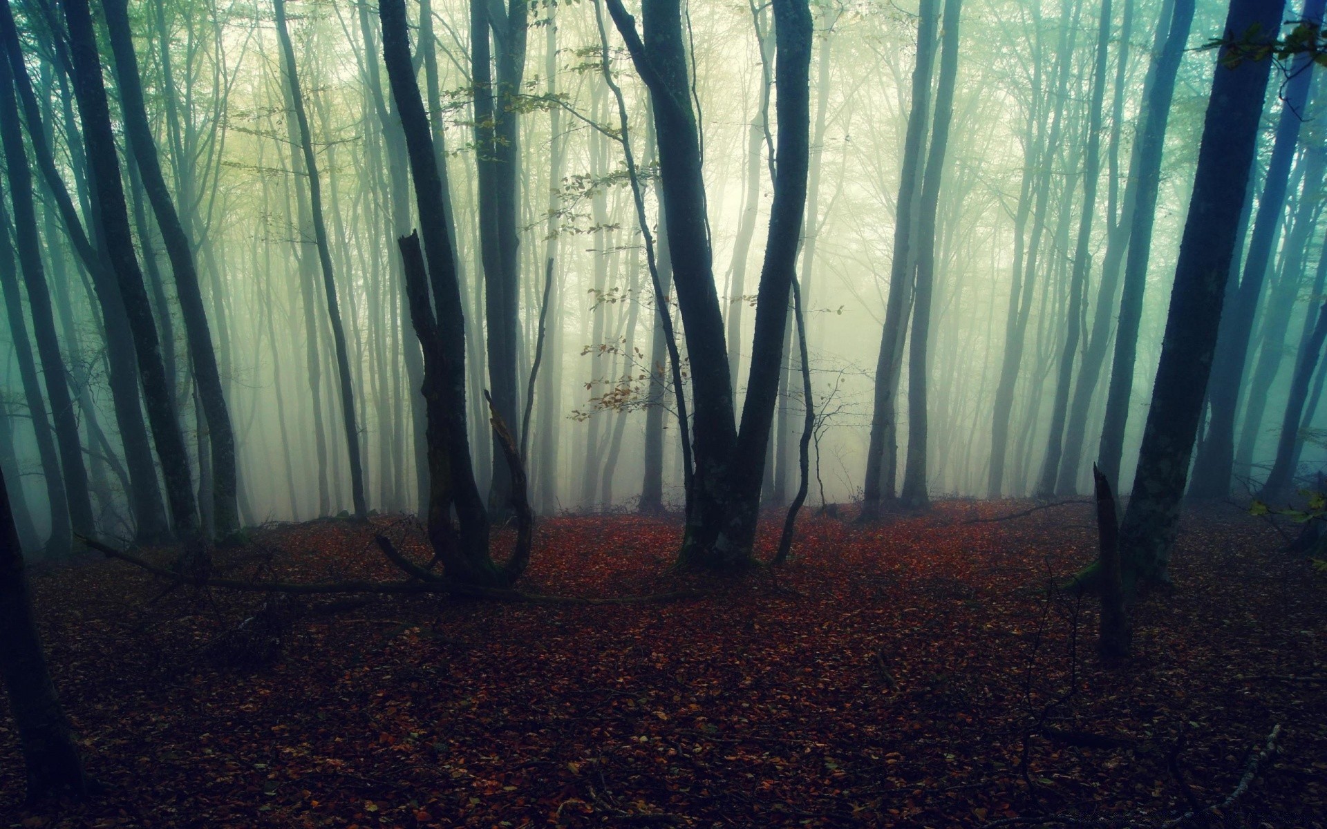 forest mist fog wood landscape fall dawn nature tree light sun haze mystery backlit shadow park leaf eerie fair weather