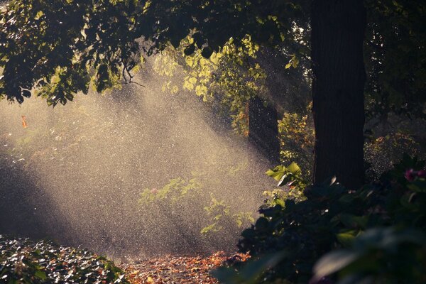 Sunlight in a dark corner of the forest