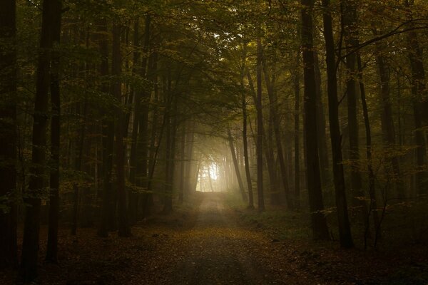 A beautiful mysterious road in the autumn forest