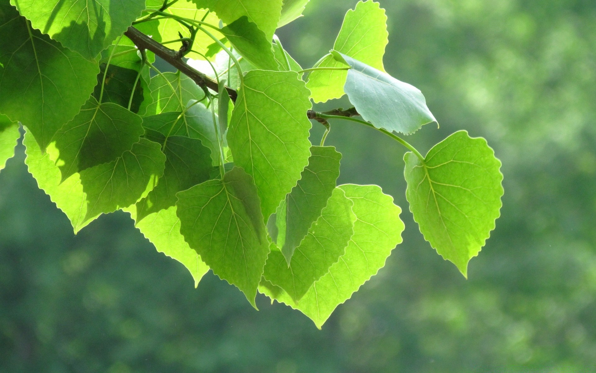 forest leaf nature flora growth lush summer environment tree fair weather outdoors vine wood bright branch garden ecology
