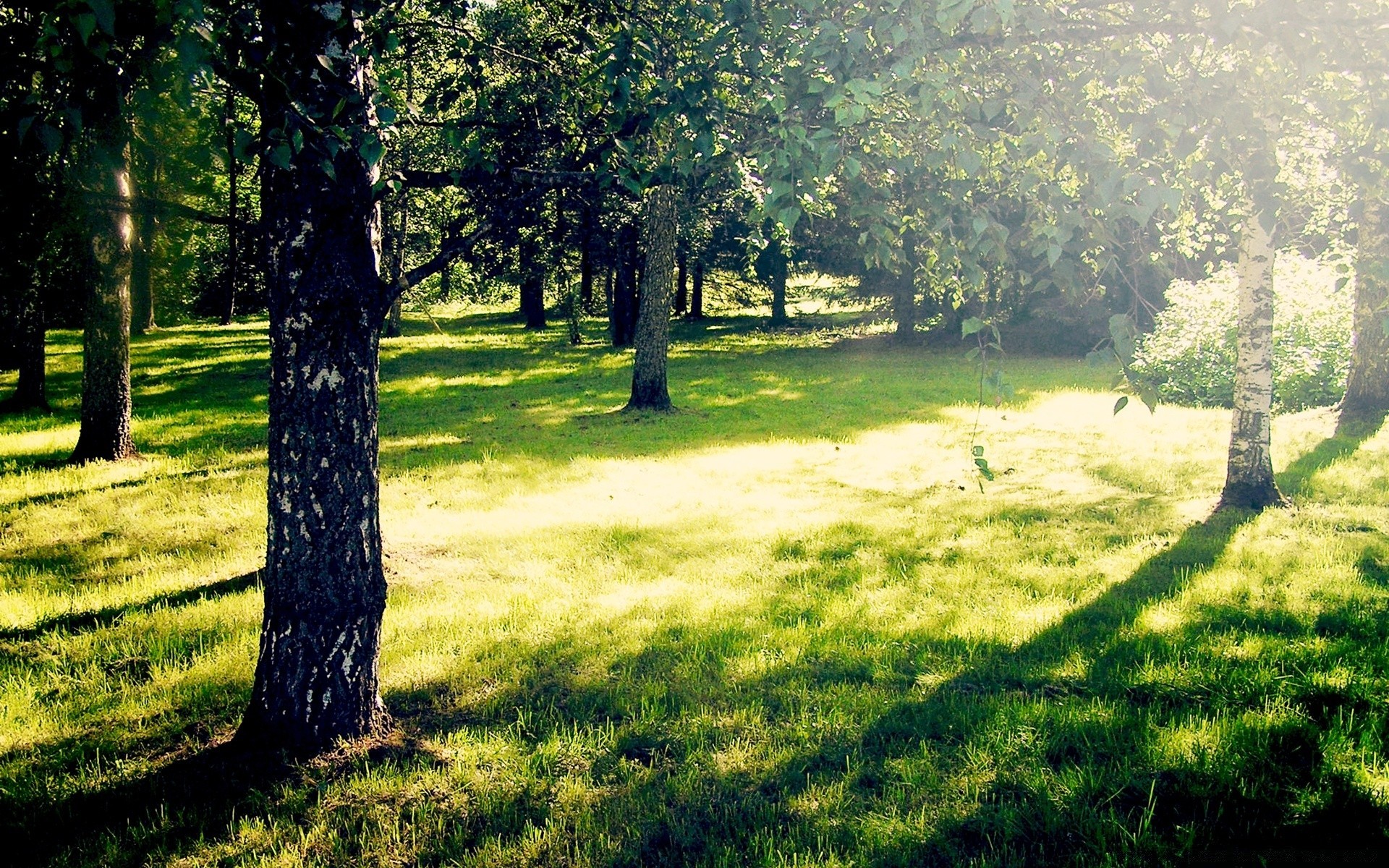 forest landscape tree nature grass wood park environment summer season fair weather scenic lush hayfield flora sun leaf scenery outdoors dawn bright