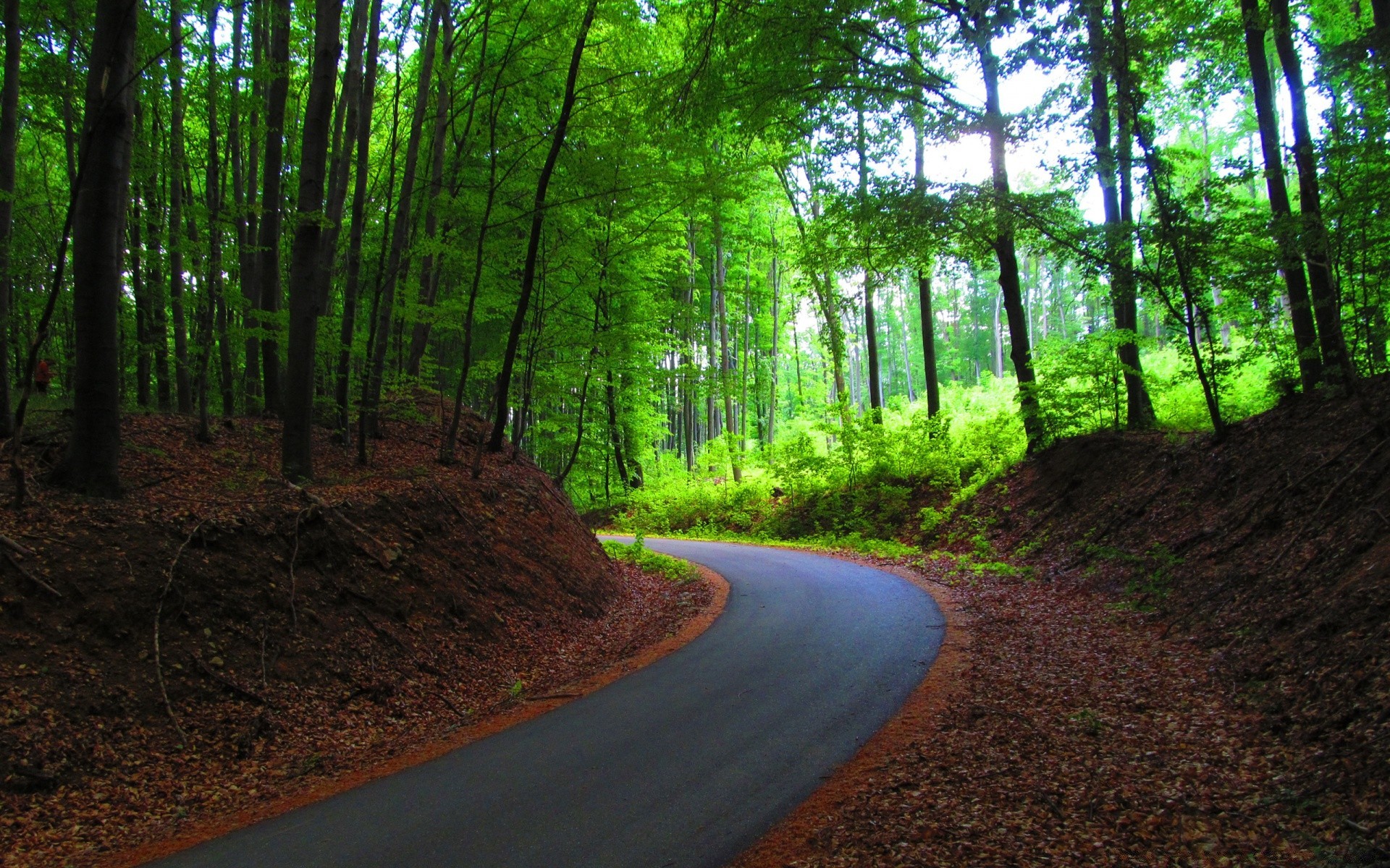 forest road wood tree landscape guidance nature environment park leaf dawn daylight light