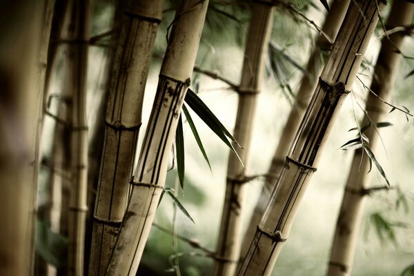 Bamboo trees in the old forest