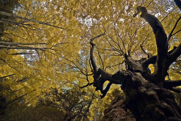 The crown of the brothers-in-law in autumn leaves