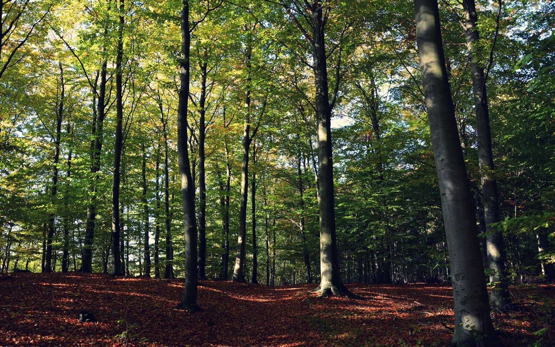 forest wood tree landscape leaf nature fair weather fall sun dawn park lush scenic sunbeam environment beech season daylight backlit guidance