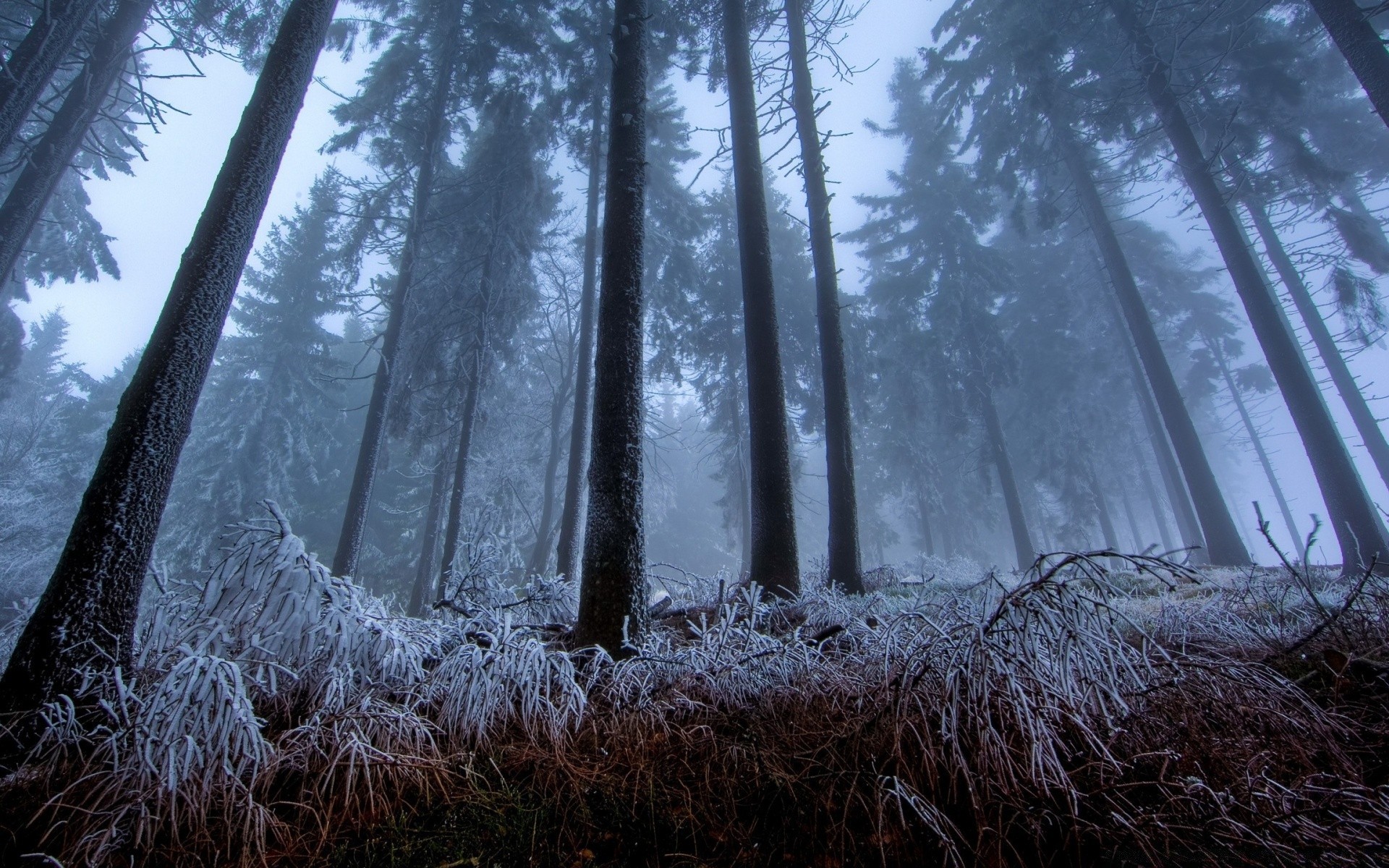 forest wood tree landscape nature dawn snow winter fair weather outdoors fog pine cold weather frost leaf park sun light scenic