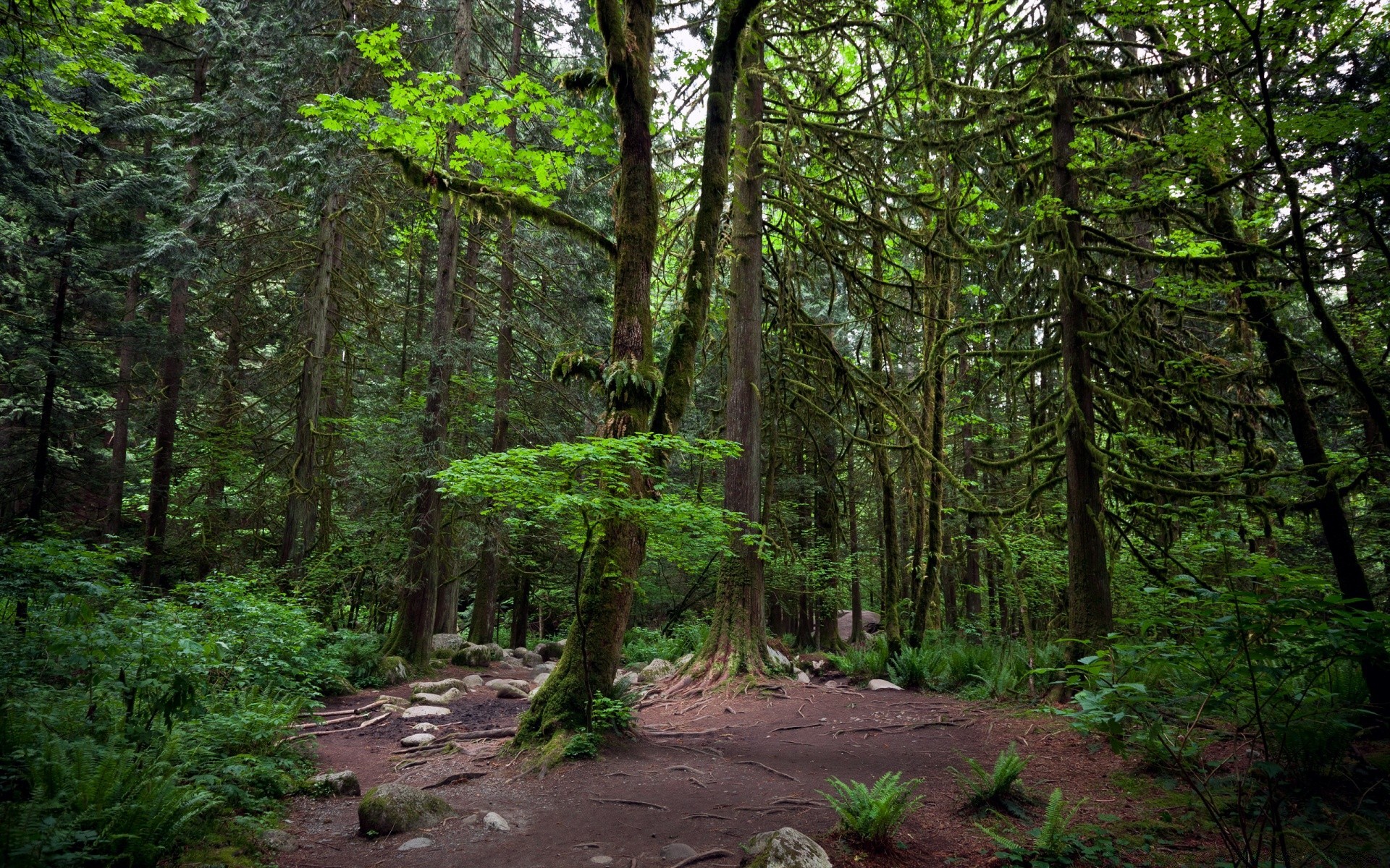 forest wood landscape tree nature leaf outdoors scenic environment travel lush fair weather daylight park trail hike guidance conifer growth