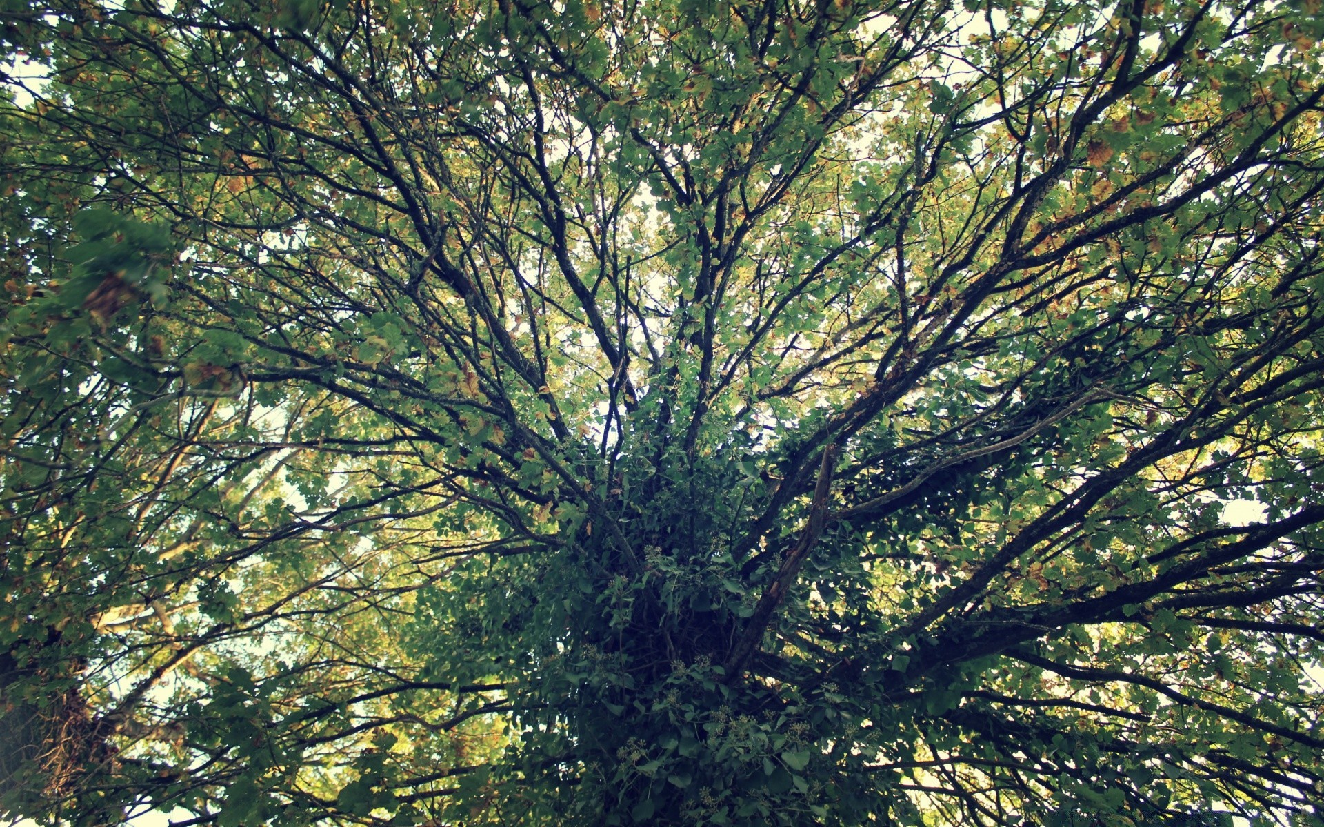 forest tree wood landscape nature leaf branch trunk outdoors environment fair weather growth park sun season bark flora fall leafy