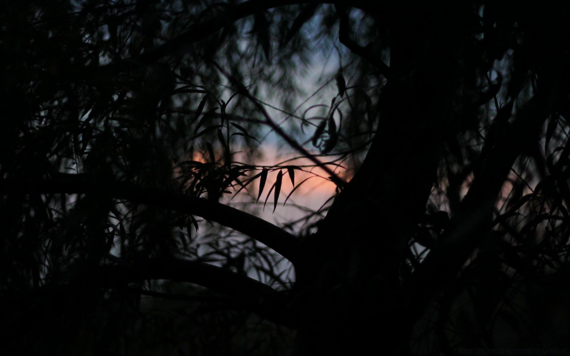 forest tree light dark silhouette backlit wood landscape shadow dawn sunset moon evening eerie sun