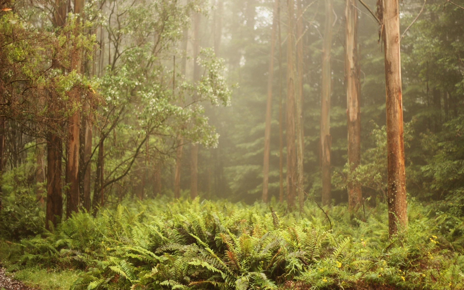 forest wood tree nature landscape leaf flora environment scenic park dawn outdoors rainforest lush season summer scenery wild growth travel