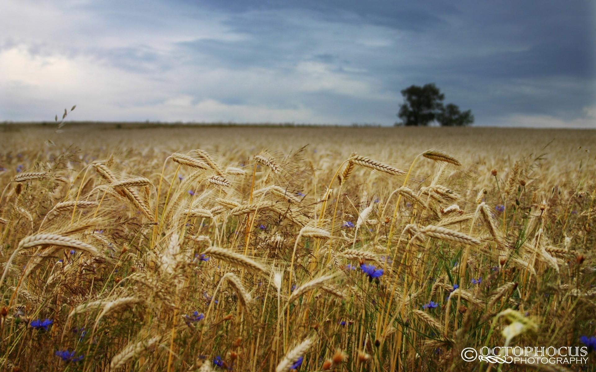 landscapes wheat cereal corn pasture bread rural straw rye crop field countryside agriculture farm barley summer outdoors farmland sky