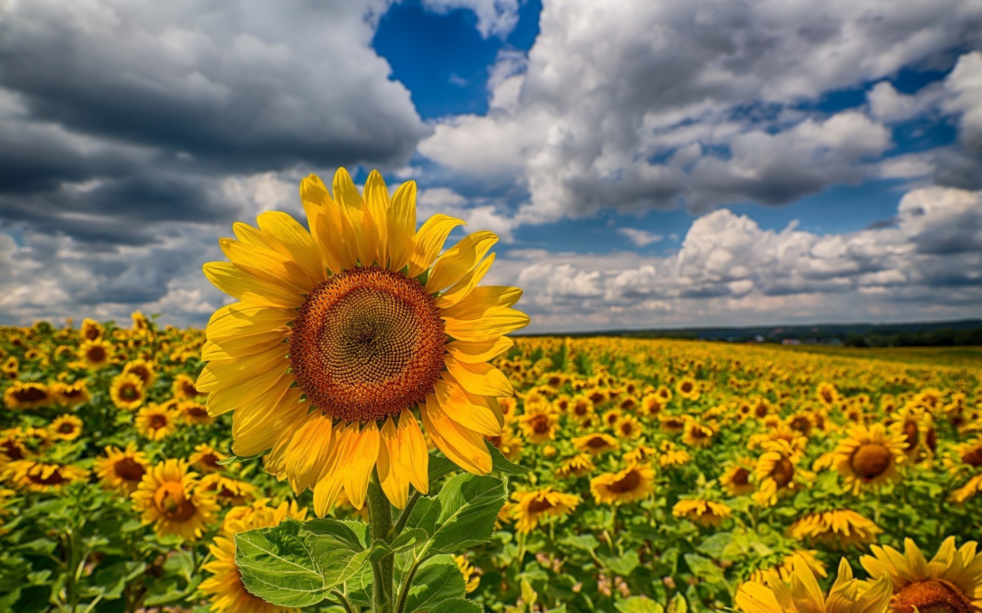 landscapes sunflower summer nature flower field flora rural bright sun growth fair weather hayfield agriculture vibrant sunny sky outdoors leaf season