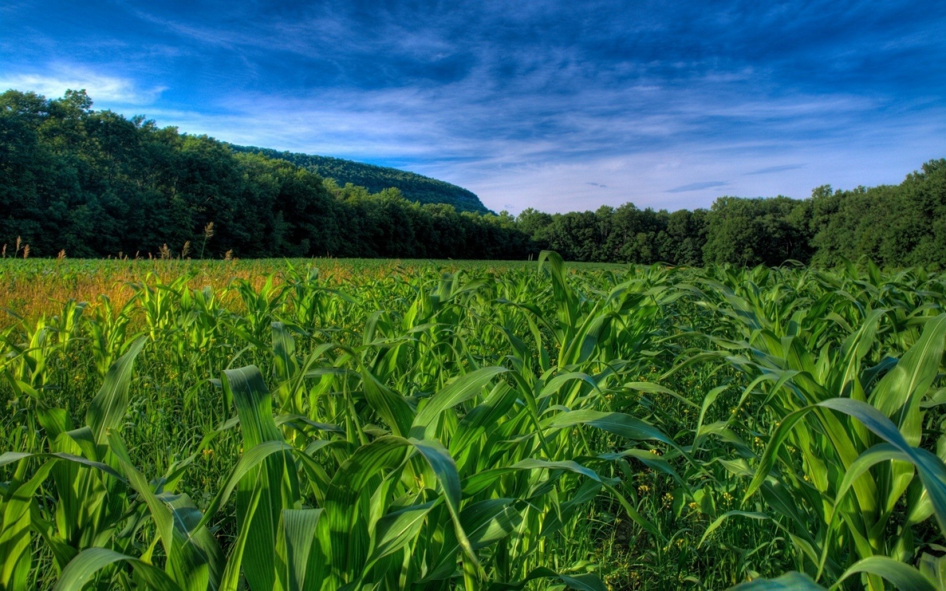 landscapes agriculture field corn farm rural landscape cereal flora nature growth crop summer countryside environment pasture soil country sky season