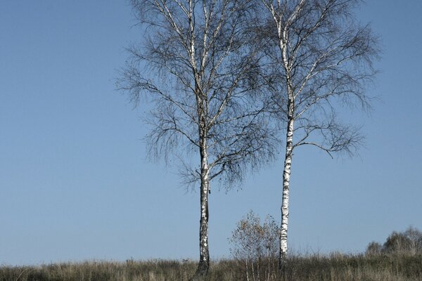 Two birches against the sky