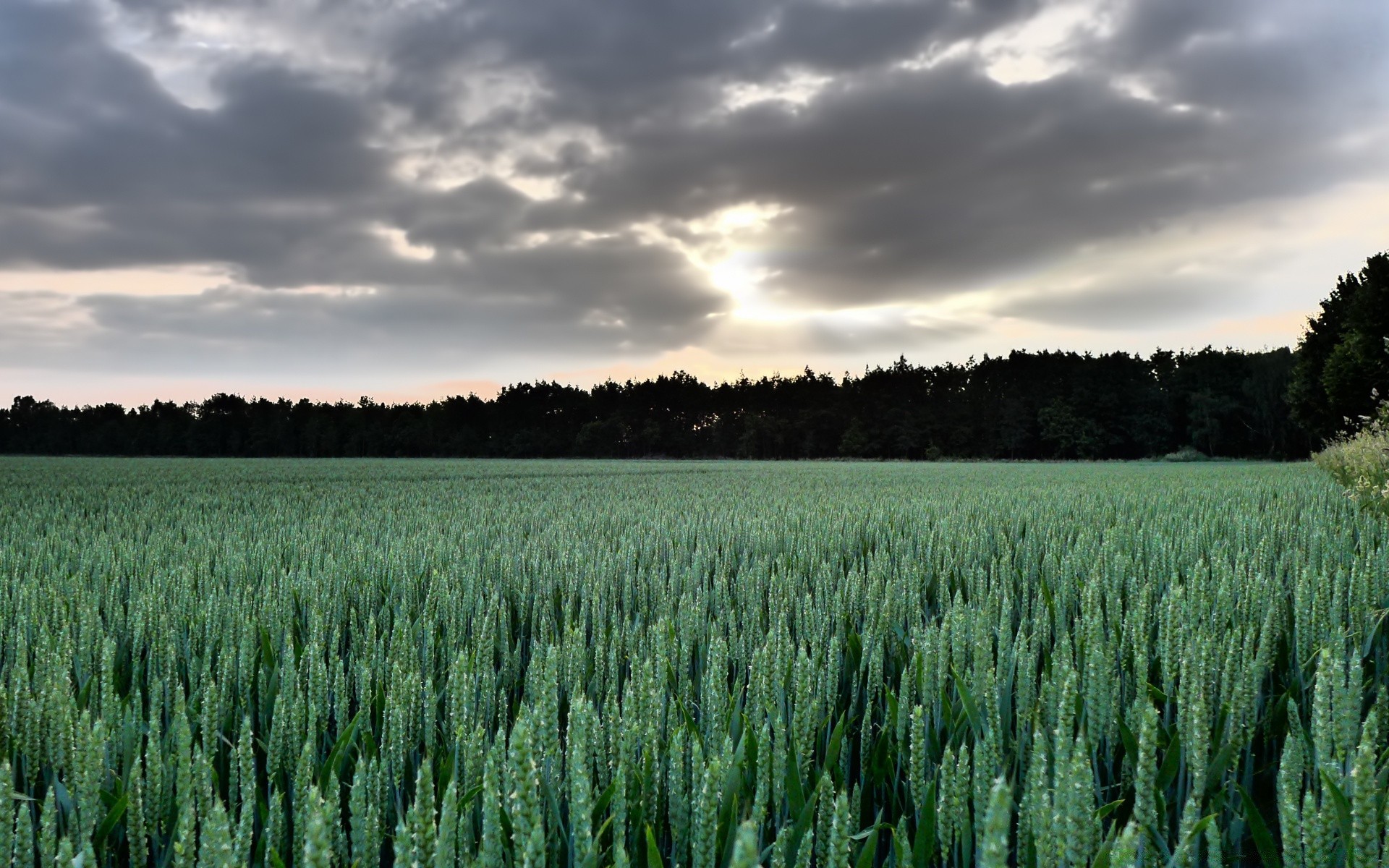 landscapes agriculture rural pasture cereal farm crop wheat outdoors countryside nature landscape field corn growth summer farmland