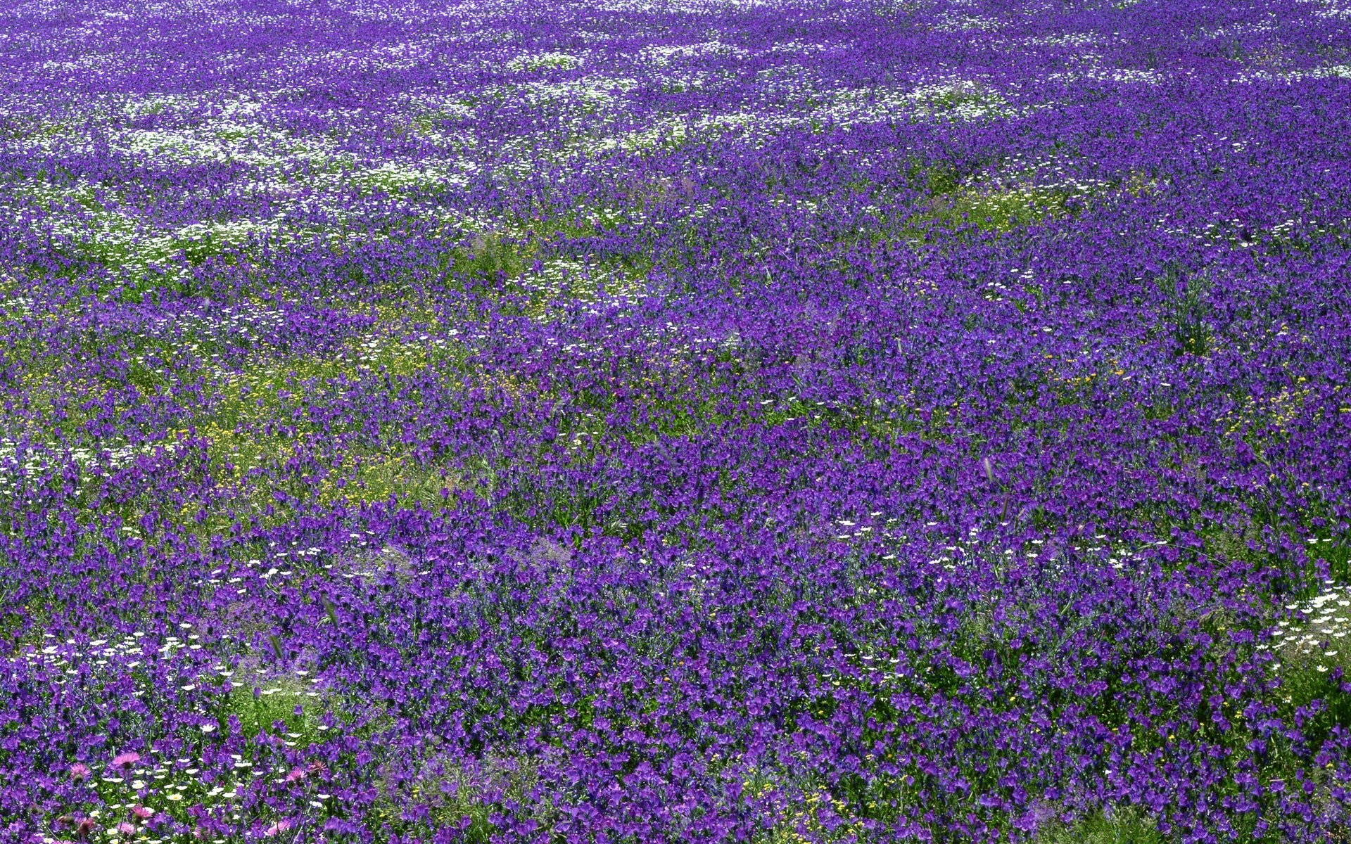 landscapes flower flora nature field hayfield floral rural summer outdoors garden leaf growth blooming landscape violet color agriculture countryside grass