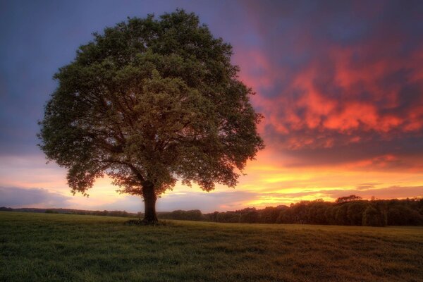 A tree against a beautiful sky
