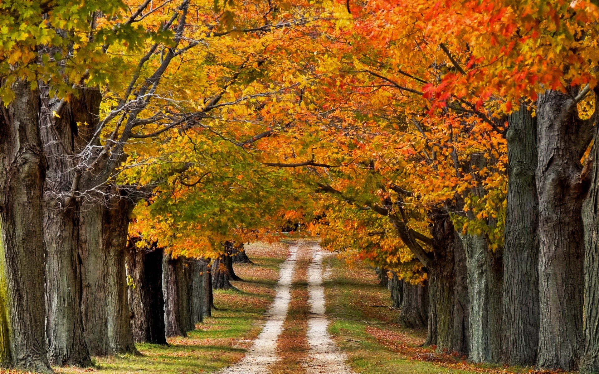 landscapes fall leaf tree maple landscape wood park nature season scenic outdoors branch