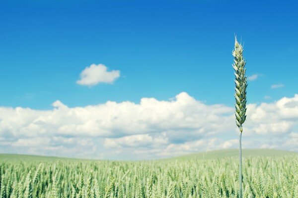 Young ears of wheat in the countryside