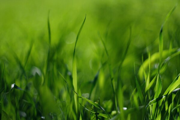 Macro image of grass blades with dew