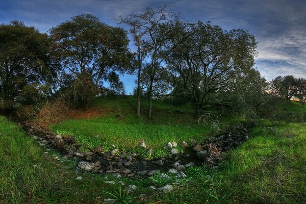 Lush landscapes of trees and grass!