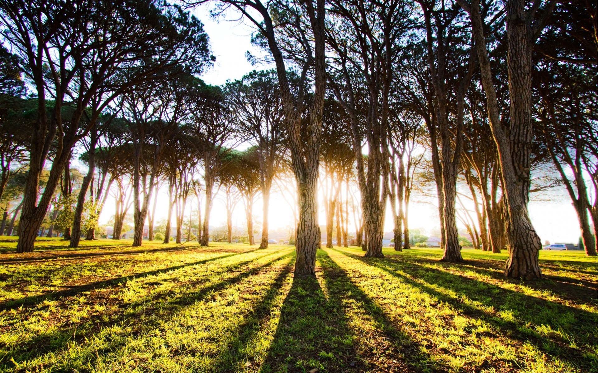 landscapes tree landscape nature wood park grass leaf outdoors guidance rural countryside scenic dawn fair weather flora season sun country