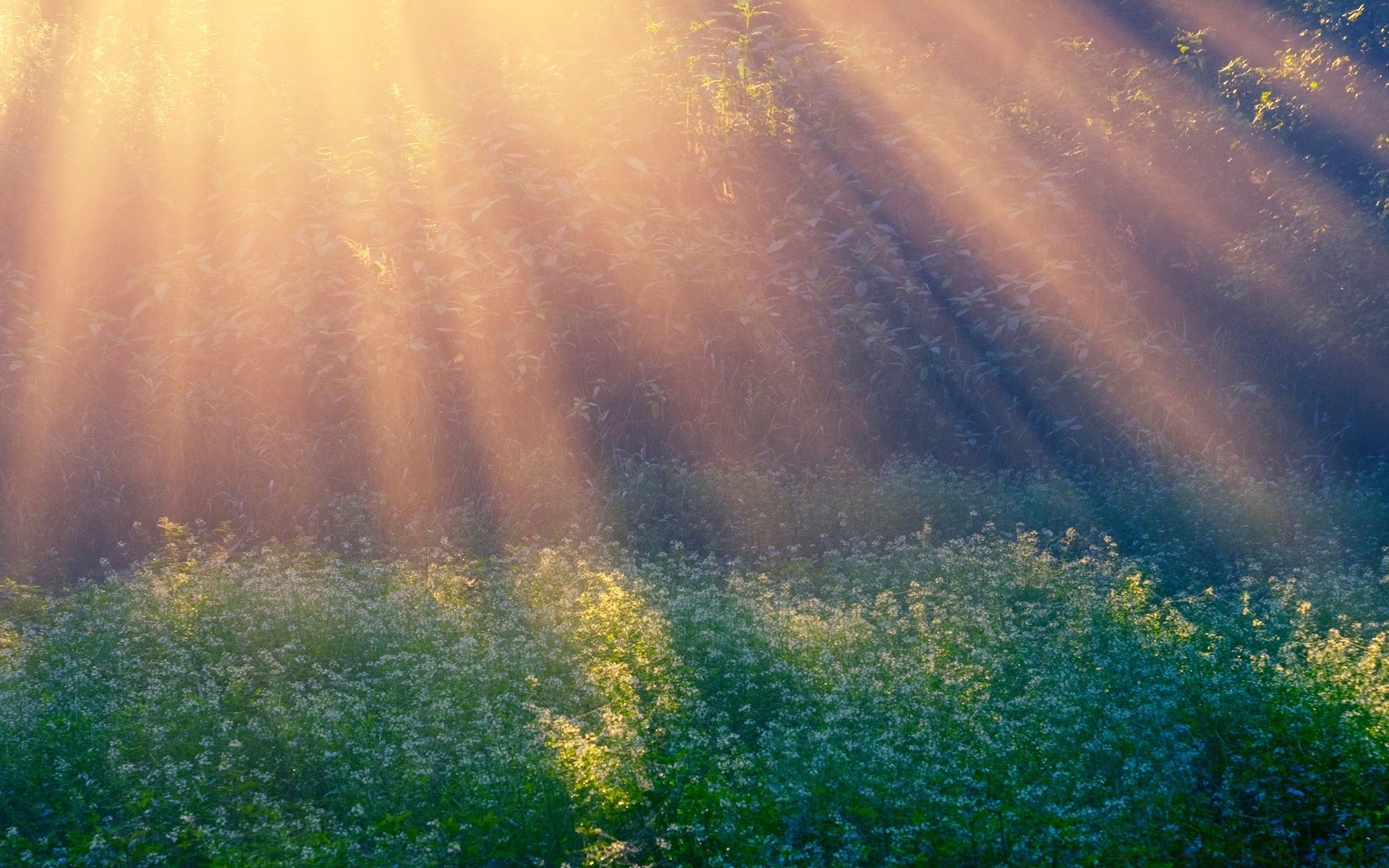 landscapes landscape dawn fog light sun mist daylight weather nature fair weather outdoors tree grass desktop bright