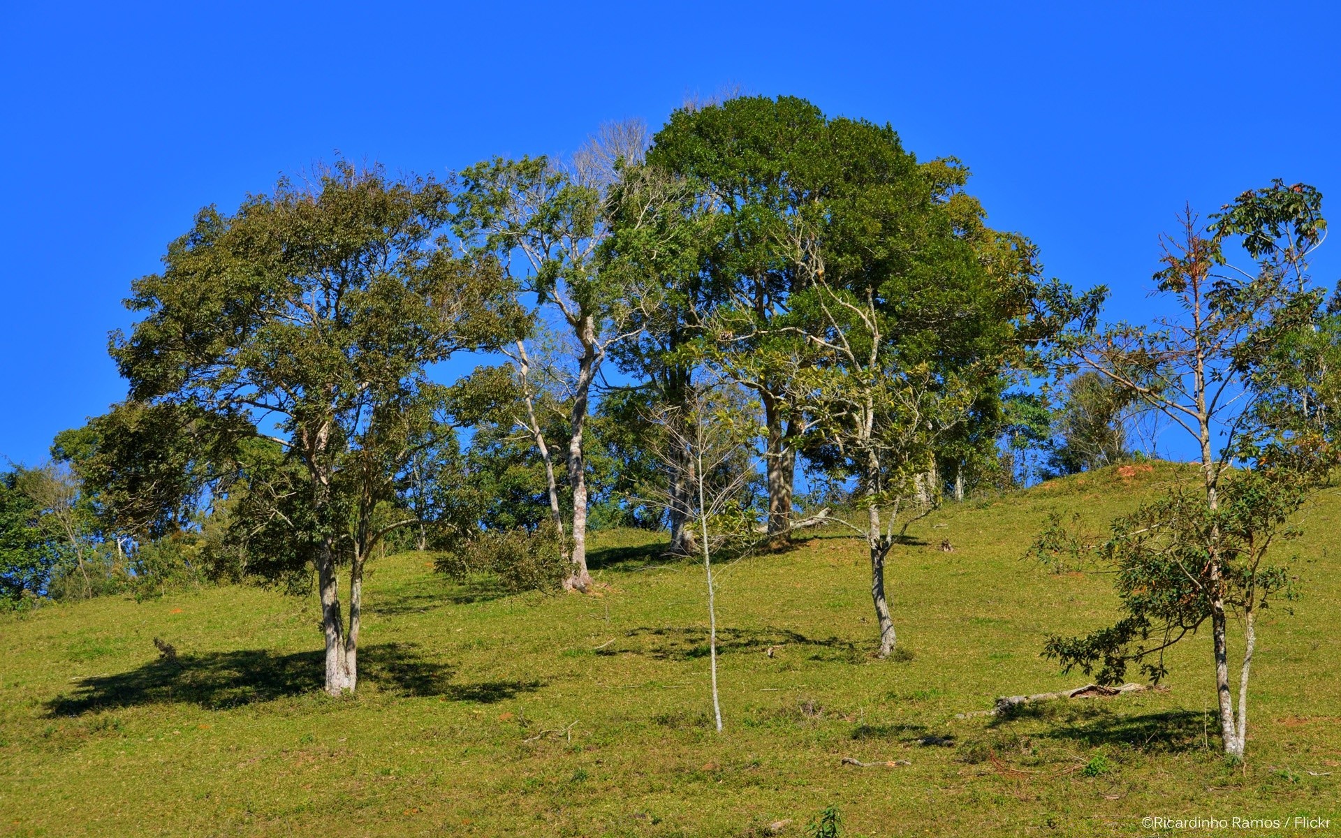 landscapes tree landscape nature grass wood sky outdoors summer rural countryside hayfield flora environment scenic park sight country field fair weather