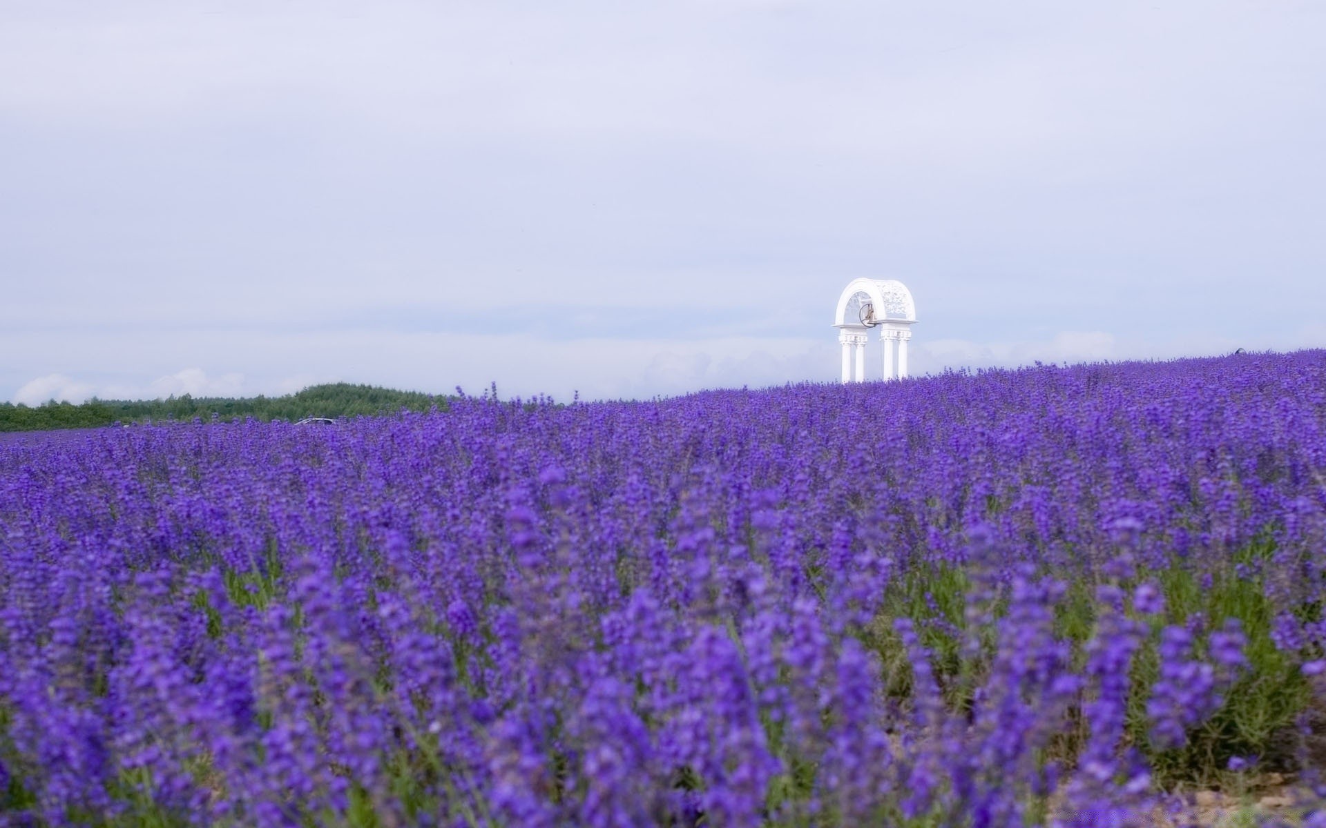landscapes landscape flower field agriculture rural nature summer outdoors flora hayfield countryside sky growth farm environment daylight grassland grass season