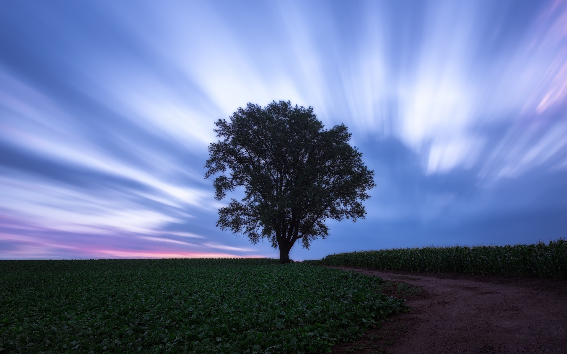 the sky landscape nature sun tree sky dawn sunset countryside fair weather rural outdoors grass field light evening summer