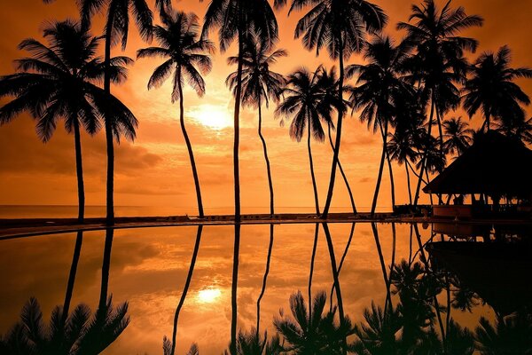 Journeys. Rainforest, coconut milk