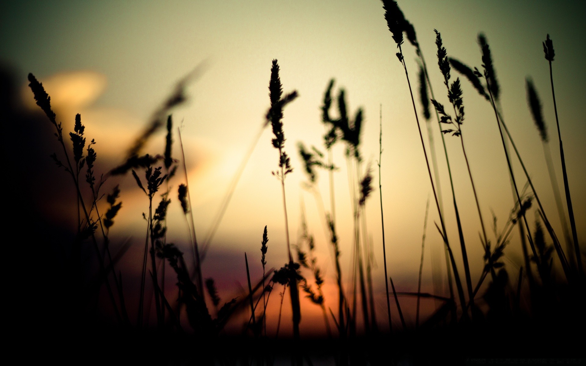 the sky sun sunset dawn field silhouette growth grass cereal rural nature summer farm backlit wheat fair weather sky seed light landscape pasture