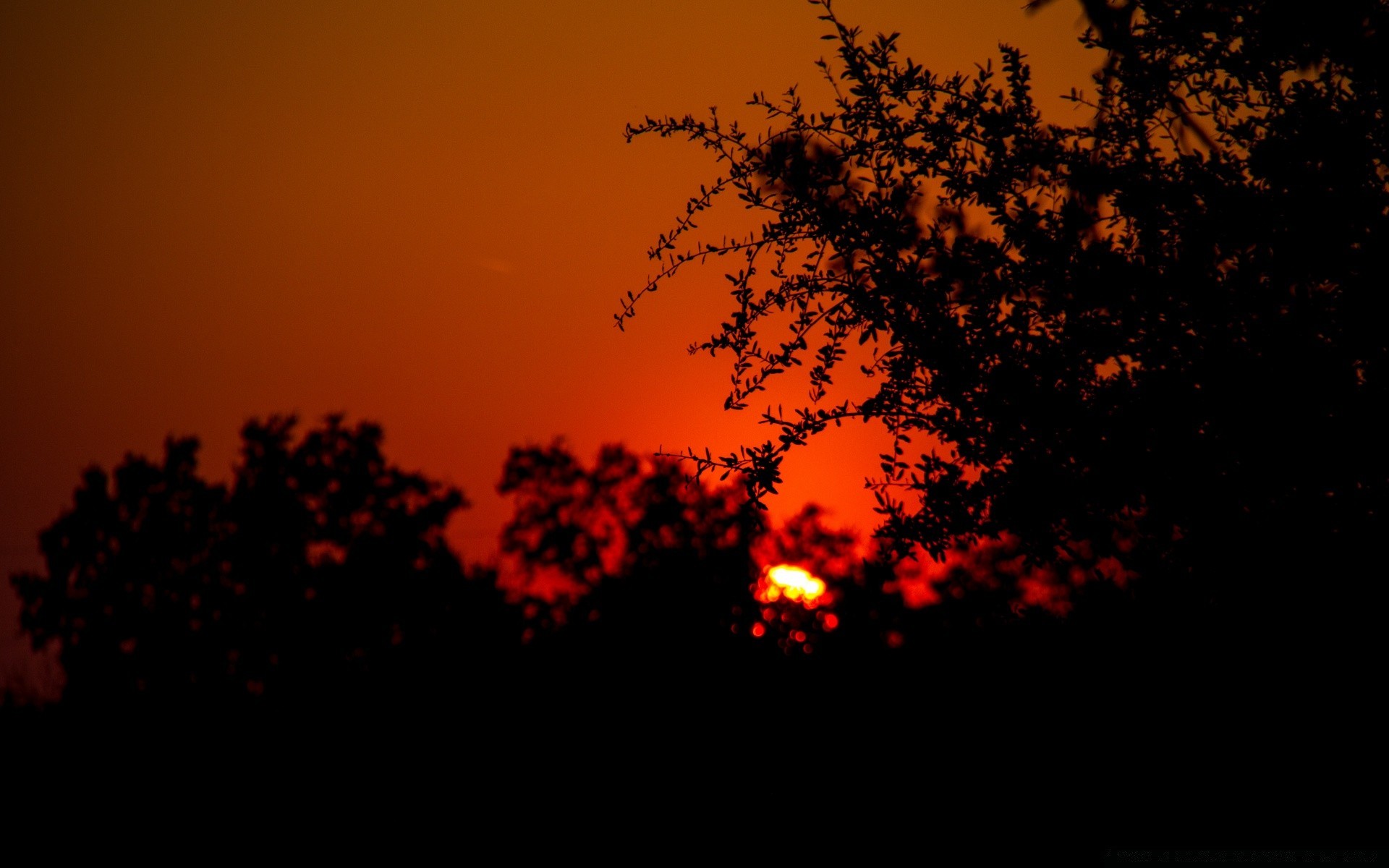 the sky silhouette sunset backlit evening tree dawn light sun dusk landscape fall sky moon