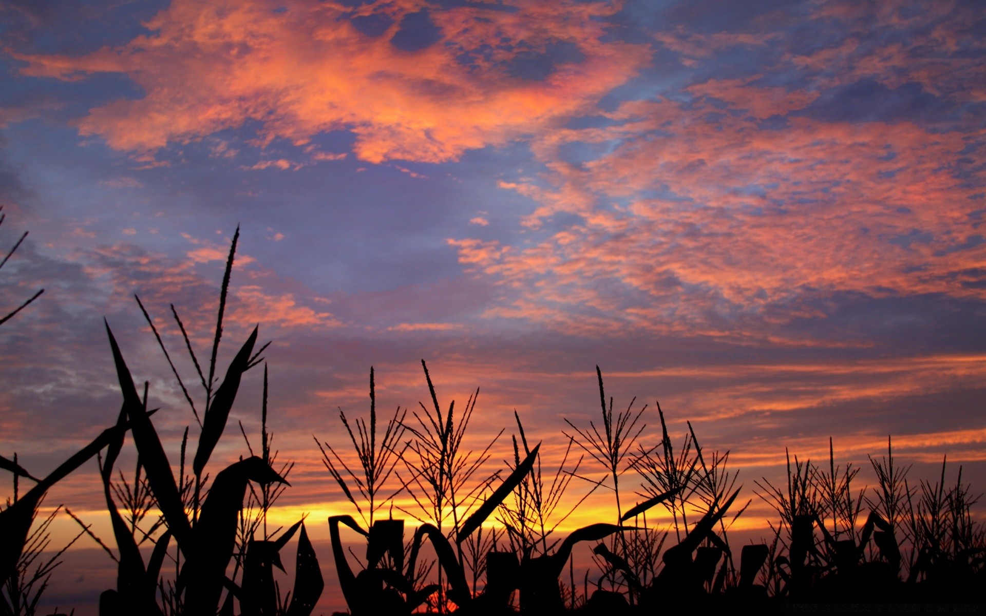 the sky sunset dawn sun evening silhouette landscape sky dusk backlit nature farm outdoors summer agriculture tree light field
